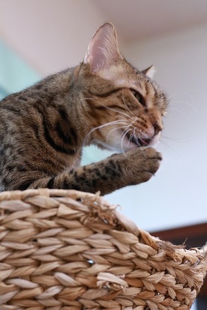 2022 12 25_nekomanma_5538