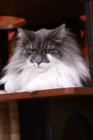 2025 02 22_nekomanma_9928