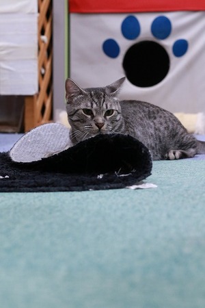 2025 06 22_nekomanma_1356