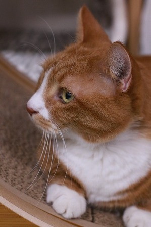 2025 07 06_nekomanma_1898