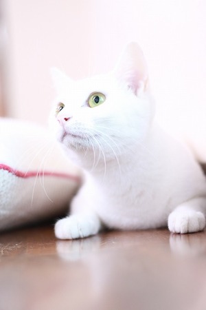 2022 07 24_nekomanma_2472