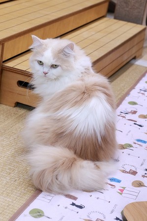 2025 02 09_nekomanma_9590
