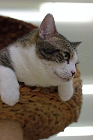 nekomanma_4436_edited-1