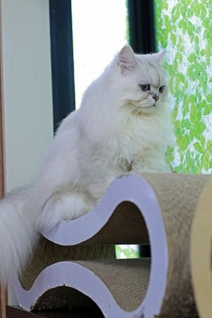 nekomanma_3639_edited-1