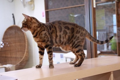 2024 10 06_nekomanma_7659