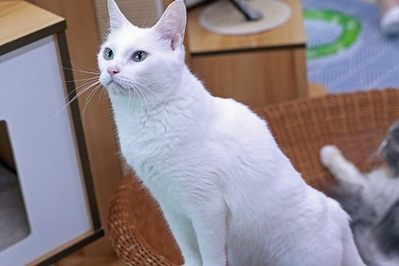 nekomanma_8949_edited-1