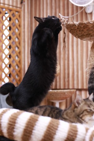 2022 12 25_nekomanma_5530