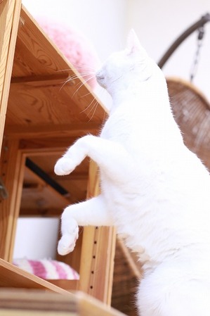 2025 09 07_nekomanma_2453