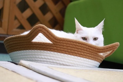2026 03 15_nekomanma_4394
