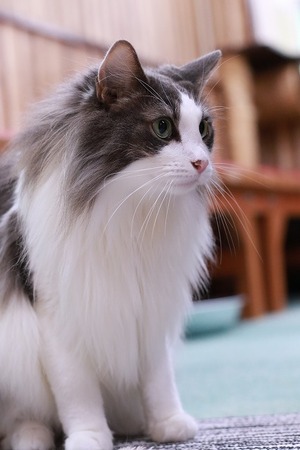 2023 07 09_nekomanma_8962