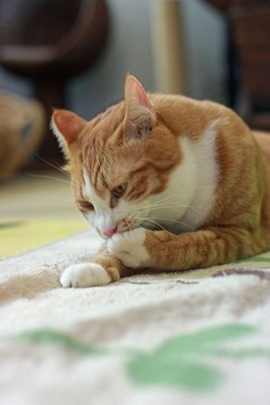 nekomanma_8023_edited-1