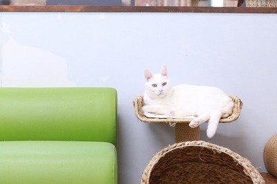 2025 01 19_nekomanma_9495