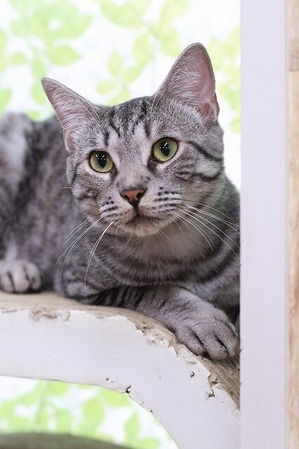 2025 06 08_nekomanma_1115