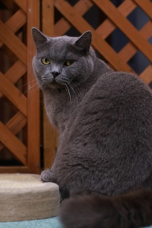 2023 05 07_nekomanma_8246