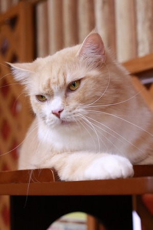 2025 01 02_nekomanma_9031