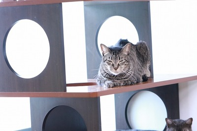 2024 09 25_nekomanma_7561