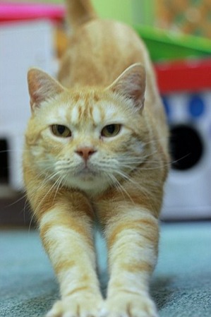 nekomanma_4609_edited-1