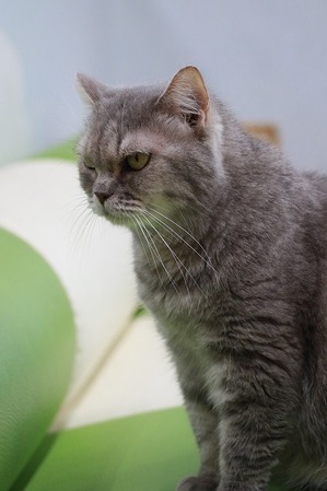 2025 11 02_nekomanma_3159