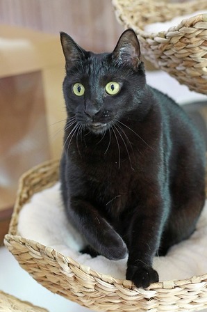 nekomanma_8355_edited-1