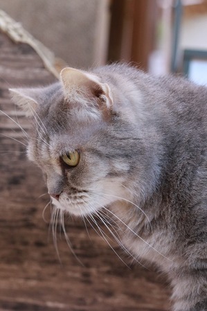 2026 03 29_nekomanma_4634