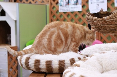 2024 05 12_nekomanma_5156