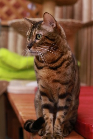 2025 04 13_nekomanma_0670