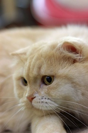 nekomanma_5041_edited-1