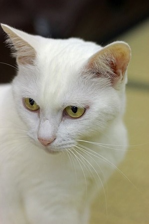 nekomanma_4897_edited-1