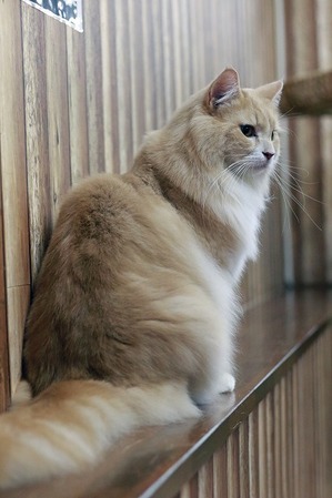 nekomanma_4686_edited-1