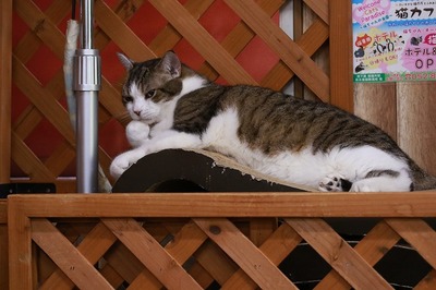 2024 07 28_nekomanma_6338
