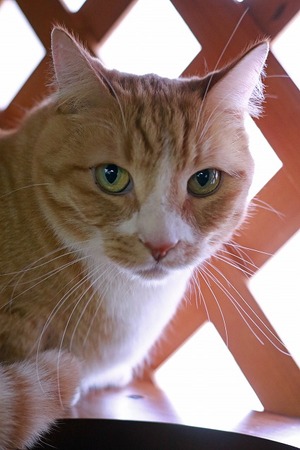 nekomanma_4385_edited-1