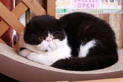 2026 01 04_nekomanma_4069