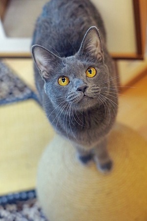nekomanma_2464_edited-1