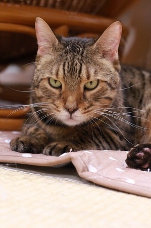 2025 04 13_nekomanma_0683