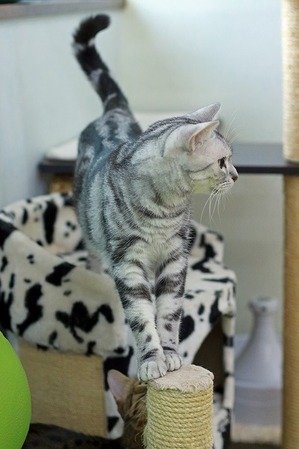 nekomanma_1263_edited-1