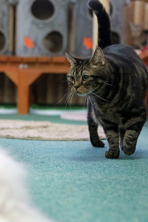 nekomanma_4122_edited-1