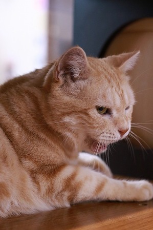 2023 02 05_nekomanma_6312