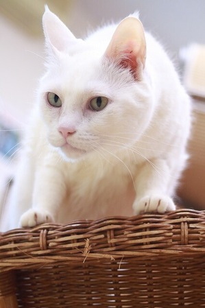 2026 03 15_nekomanma_4373
