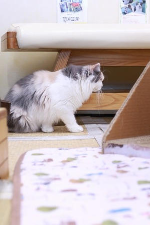 2026 01 03_nekomanma_4021