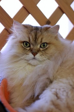 nekomanma_1633_edited-1