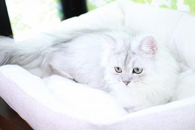 2025 11 02_nekomanma_3252