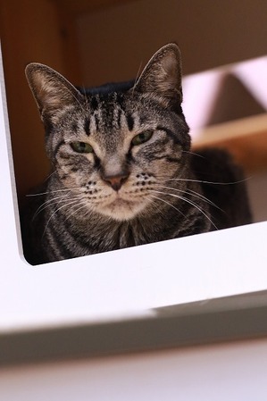 2025 01 02_nekomanma_8993