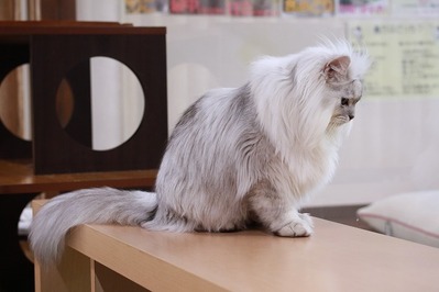 2026 03 15_nekomanma_4449