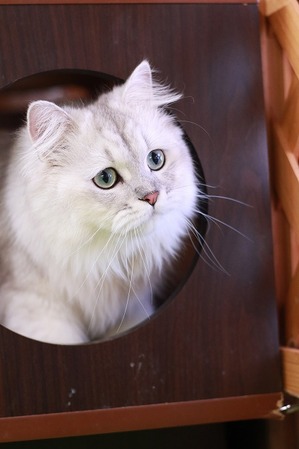 2025 03 23_nekomanma_0382
