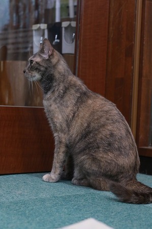 2025 02 16_nekomanma_9834
