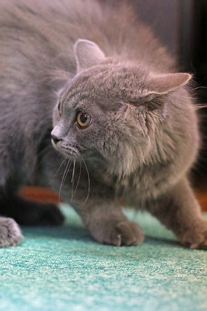 nekomanma_8963_edited-1