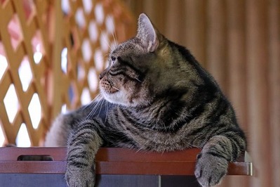 nekomanma_2005_edited-1