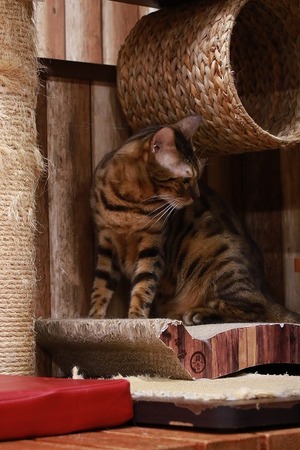 2024 08 25_nekomanma_6756