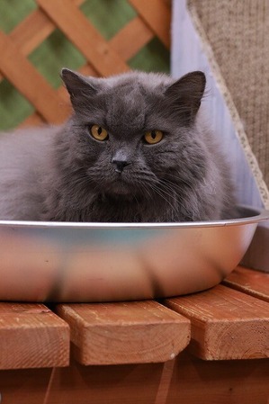 2025 08 24_nekomanma_2296