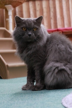 2026 03 29_nekomanma_4623